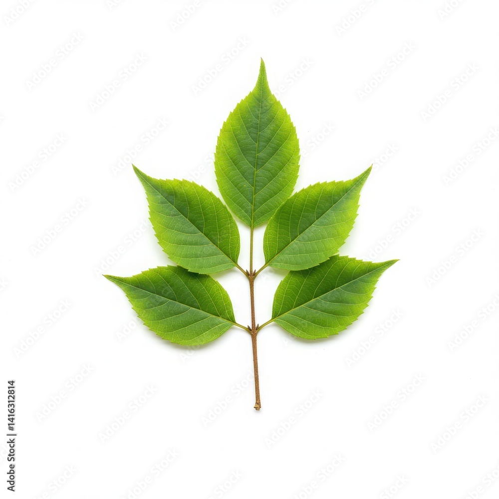 Isolated image of a vibrant green compound leaf with five leaflets on a white background studio shot Isolated image of a vibrant green compound leaf with five leaflets on a white background studio shot