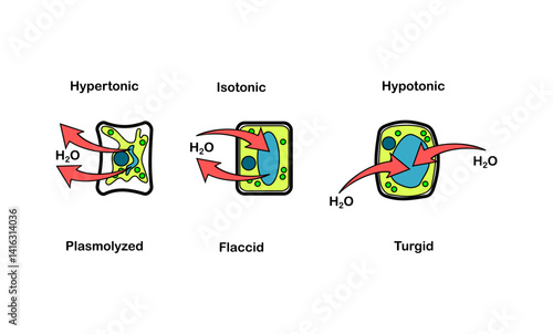 Vector illustration of osmosis effect on plant cells,Difference between turgid cell and plasmolysed cell on white background.
