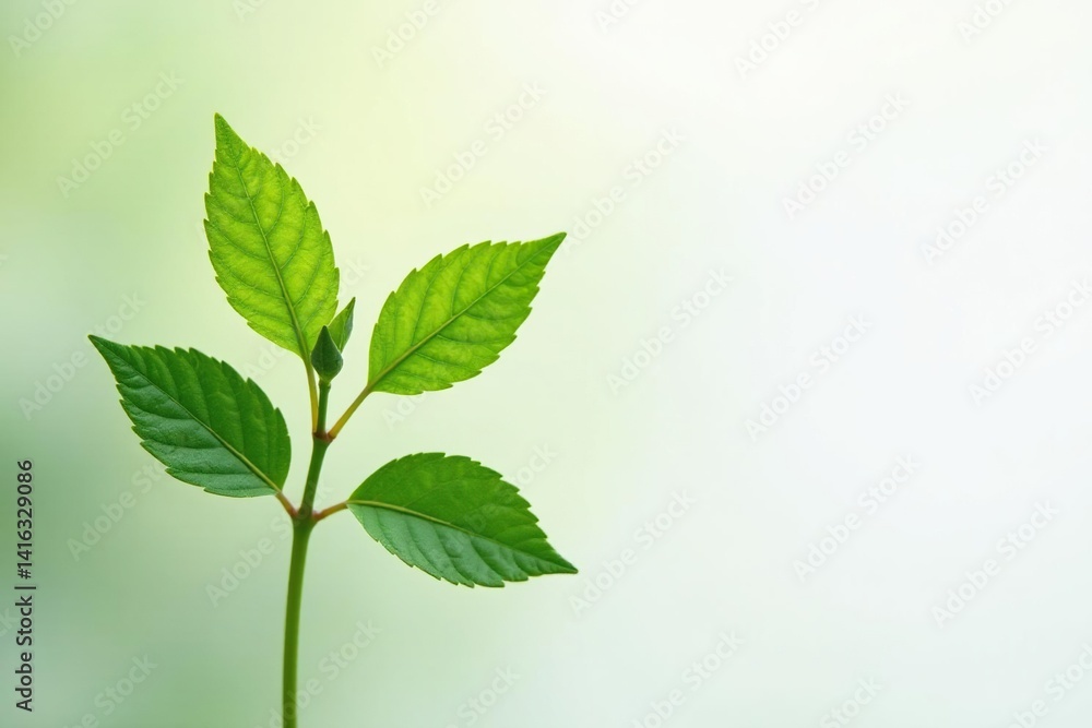 Single delicate sapling, vibrant green leaves, clean white backdrop, spring, environment, stem Single delicate sapling, vibrant green leaves, clean white backdrop, spring, environment, stem