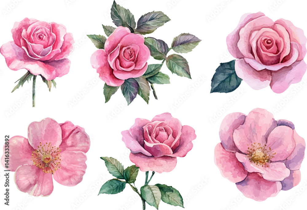 Naklejka premium set of pink roses isolated on white