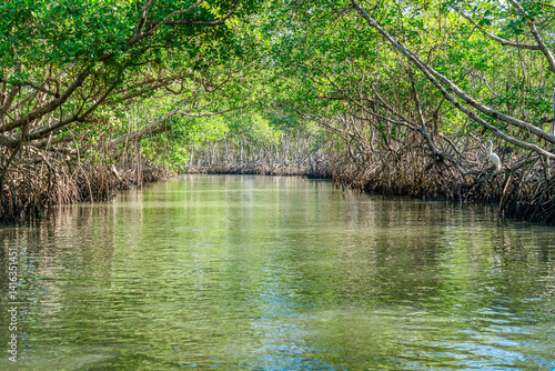 Dominican Republic. Mangrove trees in the Los Haitises Nature Reserve.