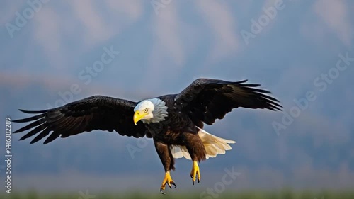 Bald eagle in flight, landing, mountains in background, nature, wildlife photography