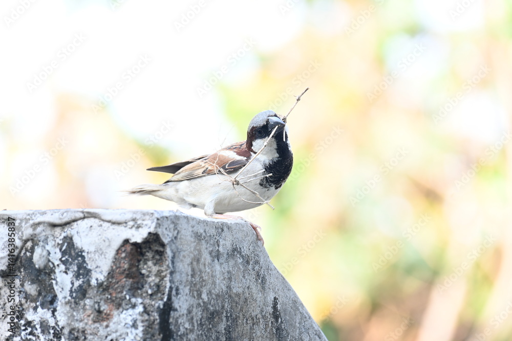 Fototapeta premium House sparrow. Its other name Passer domesticus and Indian House sparrow. This is a&nbsp;bird&nbsp;of the&nbsp;sparrow&nbsp;family Passeridae, found in most parts of the world. 