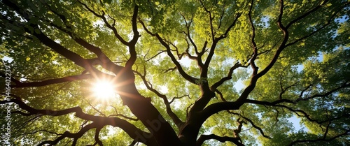 Sunlight dapples leaves of a majestic tree's arching branches reaching skyward, majestic, flora, plant