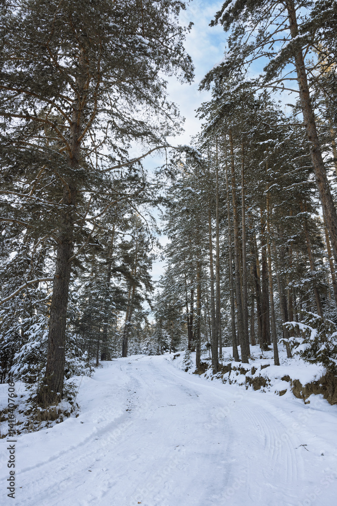 Fototapeta premium winter landscape with snow and forest, Yundola region in Bulgaria