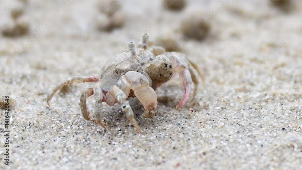 Ghost Crab on Krabi Beach Ghost Crab on Krabi Beach