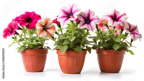 Wallpaper Mural petunia flowers in pot isolated on white  series   Torontodigital.ca