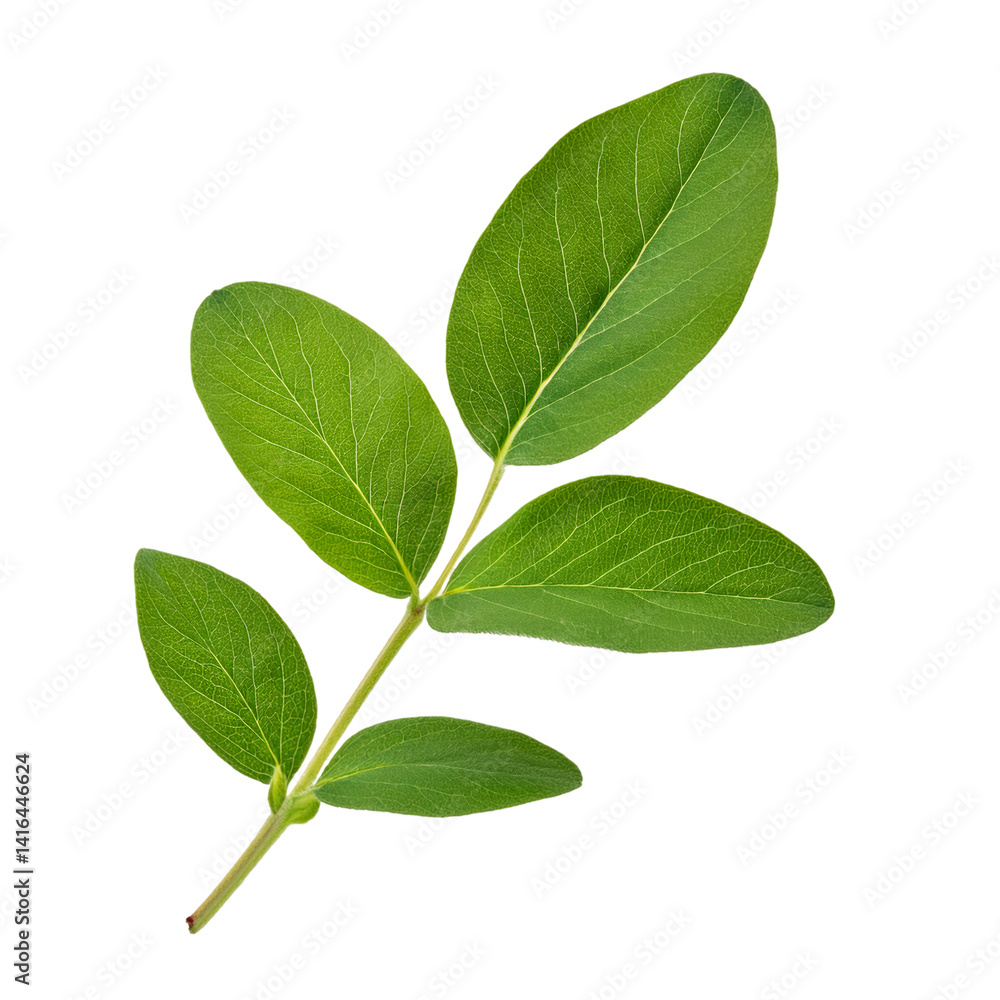 Obraz premium Green honeysuckle stem featuring glossy leaves, studio captured against transparent backdrop, ideal for design layouts