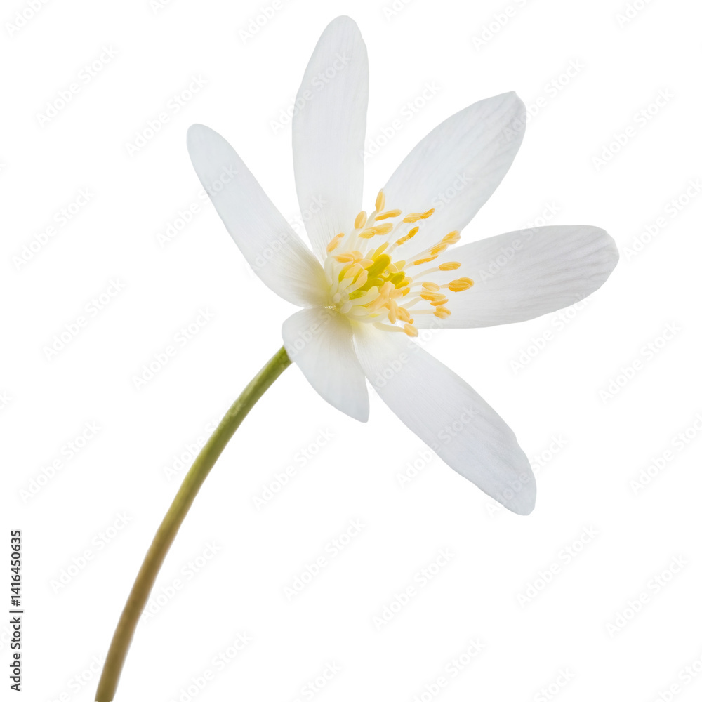 White Bloodroot flower with yellow pistils isolated on transparent background, cutout path included