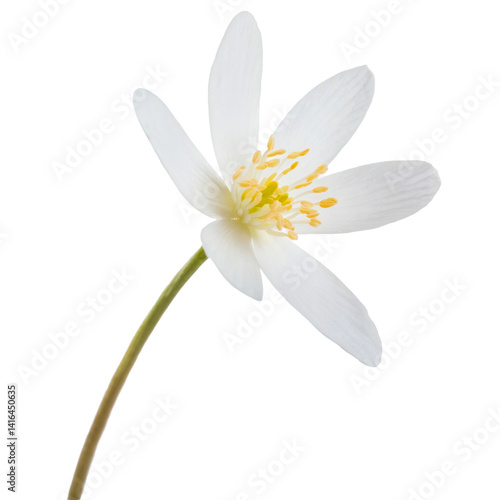 Obraz na płótnie White Bloodroot flower with yellow pistils isolated on transparent background, cutout path included w salonie