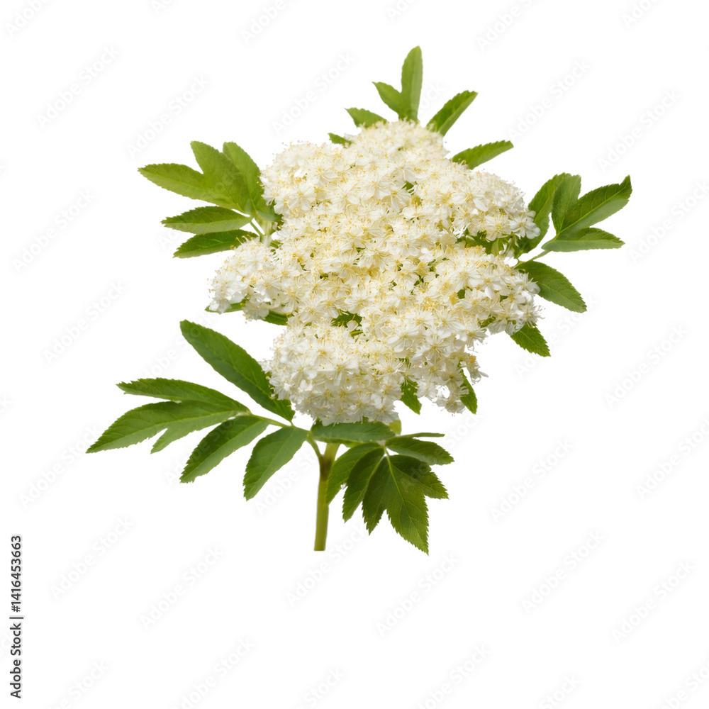 Meadowsweet flowering plant with delicate white blossoms and green foliage on clear backdrop