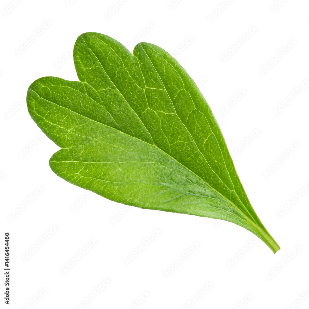 Obraz premium Vibrant green Skullcap leaf, meticulously isolated on a transparent background, ready for seamless integration into any design project