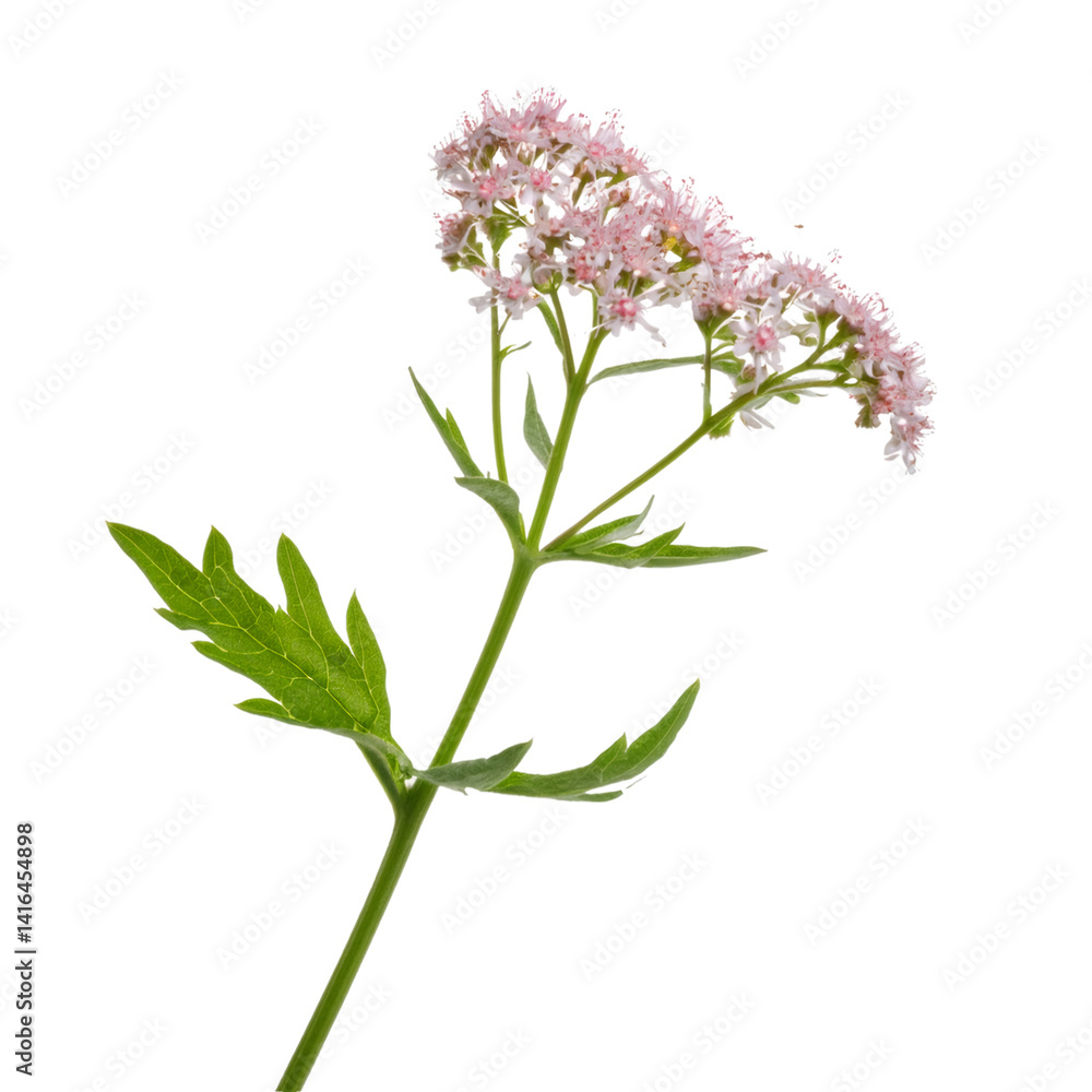 Studio shot of a Thalictrum - Meadow Rue - flower stalk isolated on a transparent background, cutout path, no shadow Studio shot of a Thalictrum - Meadow Rue - flower stalk isolated on a transparent background, cutout path, no shadow