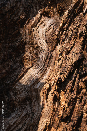 Dead tree wood texture details