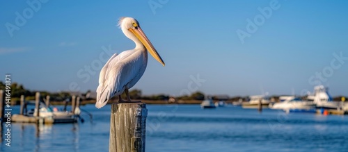 Great white pelican perched gracefully on a wooden post by marina shore