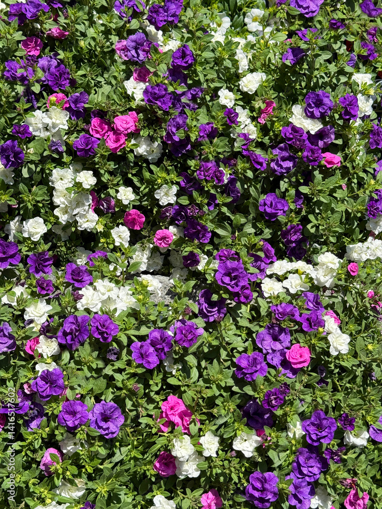 Calibrachoa petunia like flowers in the garden. Calibrachoa petunia like flowers in the garden.