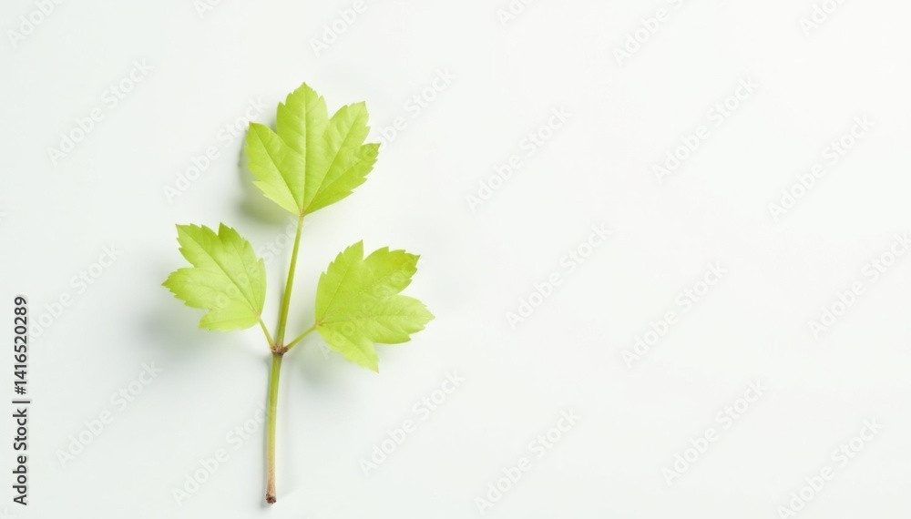 Fototapeta premium Single, delicate sapling against pure white backdrop, visual, white background, delicate