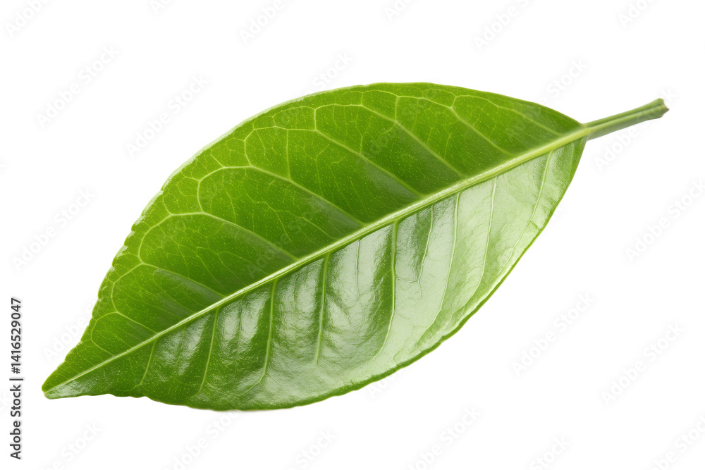 Obraz premium Citrus leaf, lemon, grapefruit, orange, lime, kumquat, isolated on transparent background