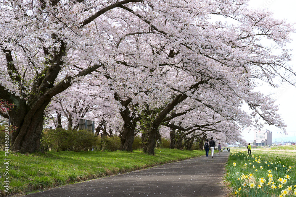 Fototapeta premium Cherry blossoms in full bloom at Kitakami Tenshochi Park, Iwate Prefecture, Japan.
