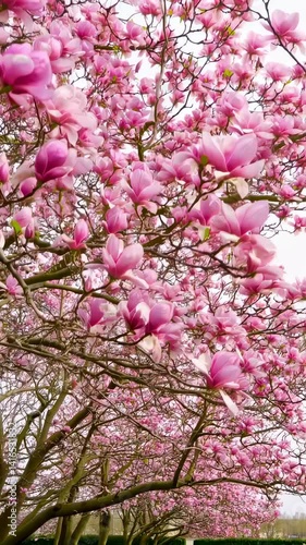 Wallpaper Mural Blooming pink magnolia trees row in floral springtime season. Nature beauty. Torontodigital.ca