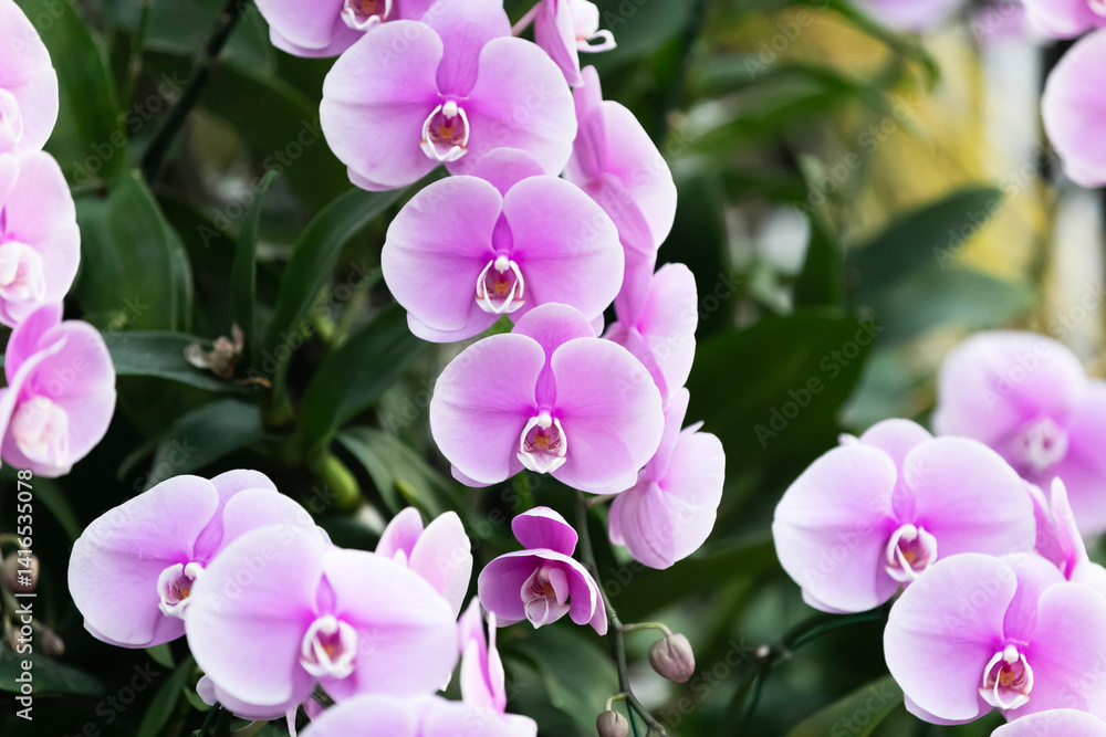Pink orchid bloom in the garden, on green blur bacground