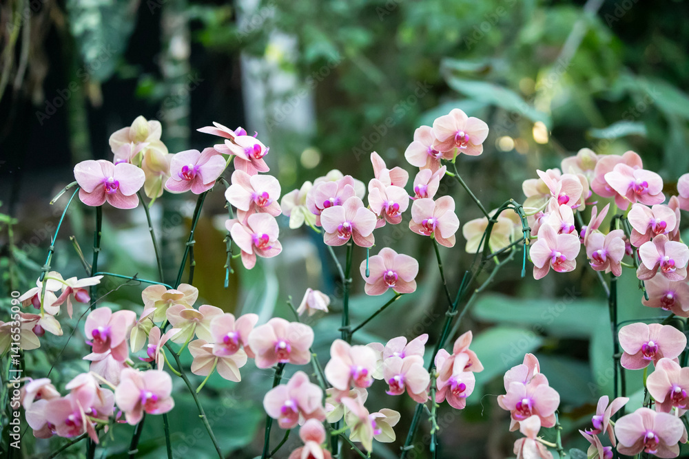 Pink orchid bloom in the garden, on green blur bacground
