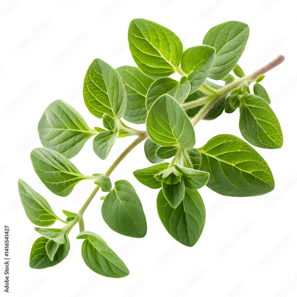 Fresh Oregano Sprig: Culinary Herb Image on transparent background Fresh Oregano Sprig: Culinary Herb Image on transparent background