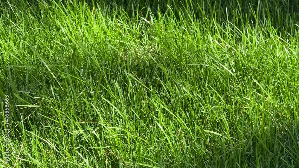 Lush green grass field in sunlight, symbolizing nature's beauty and freshness, ideal for Earth Day or spring rejuvenation Lush green grass field in sunlight, symbolizing nature's beauty and freshness, ideal for Earth Day or spring rejuvenation