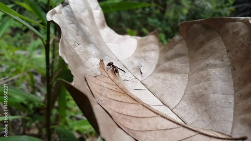Aesthetic 4k footage, bullet ants on brown leaves. Perfect for documentaries on tropical rainforests and World Nature Conservation Day on July 28. ants on the tree