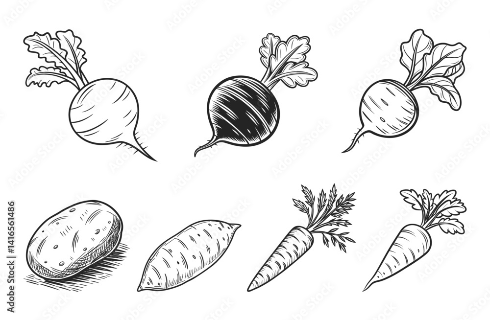 Obraz premium Root Vegetables: Carrot Beetroot Radish Turnip Sweet Potato Potato Parsnip