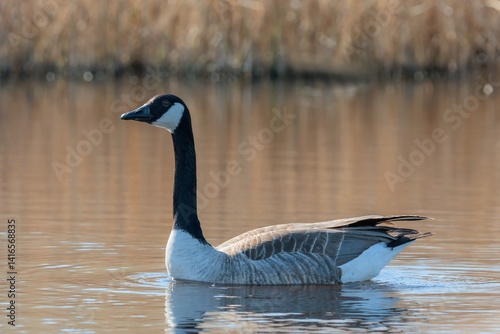 Wallpaper Mural Kanadagans Torontodigital.ca