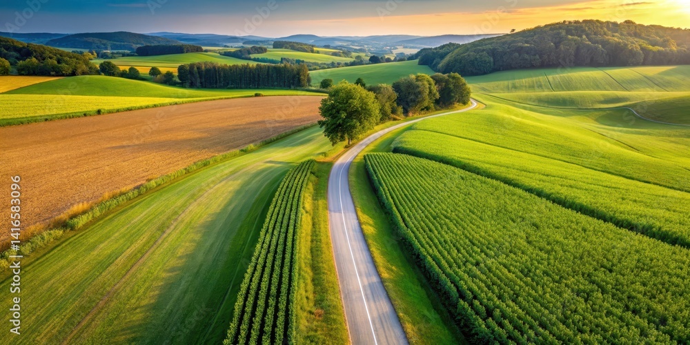Fototapeta premium Aerial view of a lush corn field stretching along a country road in a vibrant summer landscape, rolling hills, nature scene
