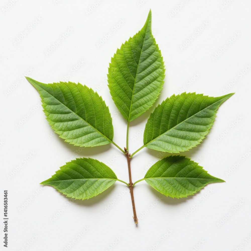 Fototapeta premium Close up of a green leaf branch with five leaves on a white background in bright studio lighting