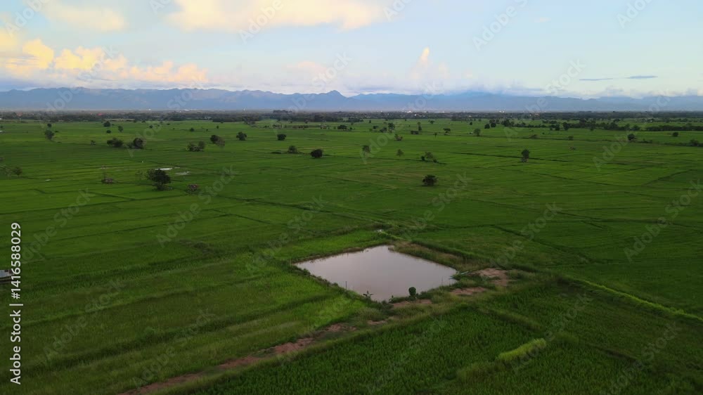 Aerial view of a small hut in lush green rice fields with water canal and distant mountain range in Northern Thailand during sunset Aerial view of a small hut in lush green rice fields with water canal and distant mountain range in Northern Thailand during sunset