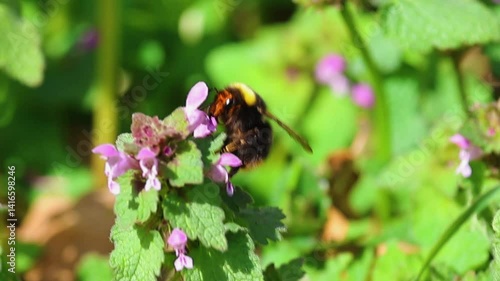 Bumblebee collect nectar from dead nettle blossom. Macro slow motion animal background