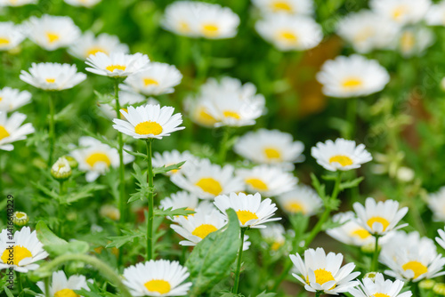 春・季節の背景　咲いた白いデイジーの花　美しい花畑野原の風景　