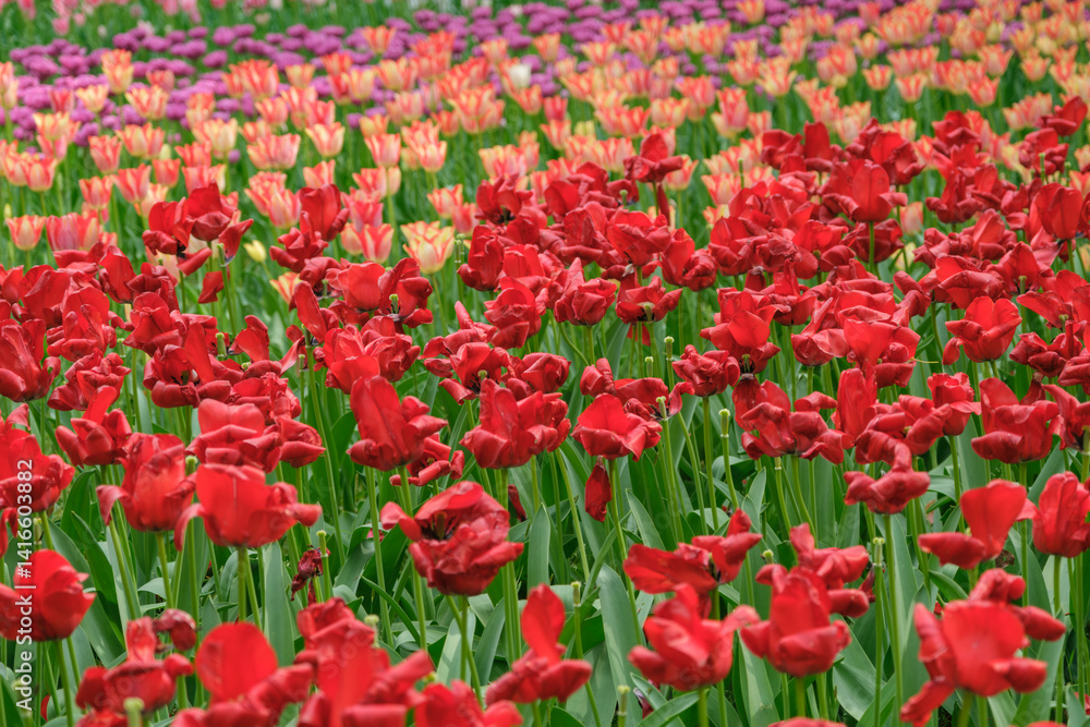 春・季節の背景 咲いたカラフルなチューリップの花畑 春・季節の背景 咲いたカラフルなチューリップの花畑