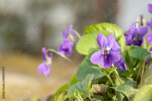 Purple garden violet (Viola odorata) Space for your text.