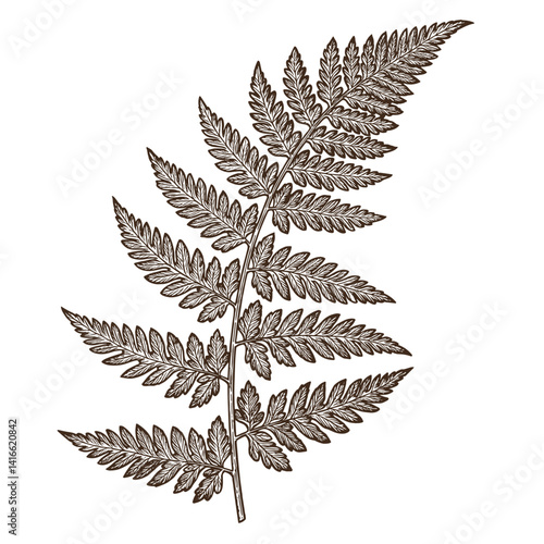 Fern leaf illustration in detailed line art style  