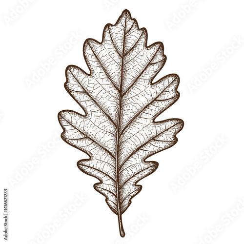 Oak leaf illustration in detailed line art style  