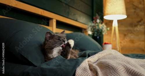 Beautiful grey cat with white chest fur resting comfortably on a green bed, enjoying the warm ambiance of room with soft lighting and wooden shelf in the background. Cozy place to relax, pets concept