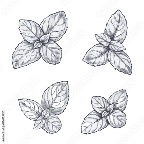 Hand-drawn sketch of Holy Basil (Tulsi) in a detailed and elegant line art style. Perfect for herbal, wellness, and nature-themed designs, labels, packaging, and botanical projects. Generative AI