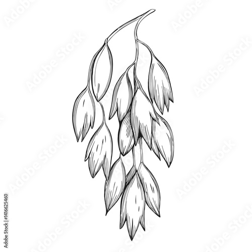 Detailed hand-drawn sketch of oats in a delicate line art style. Ideal for botanical designs, natural products, wellness packaging, labels, and nature-inspired projects. Generative AI