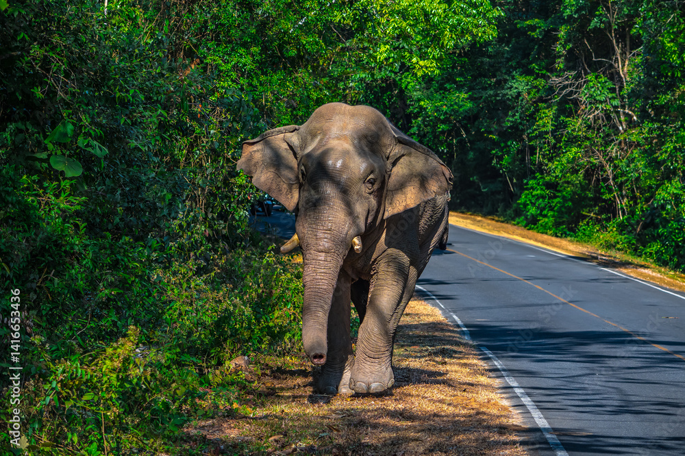 Fototapeta premium Elephants are large mammals and are the largest land animals. Wild elephants eat plants. They are big, have a small head, big legs, and have a trunk that reaches to the ground. That trunk is the nose.