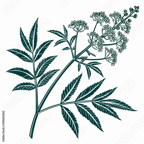 black and white flowers