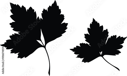 Two Parsley Leaves Silhouette on Transparent Background, Herbs, Flat Design