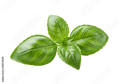 Isolated Fresh Green Basil Leaves