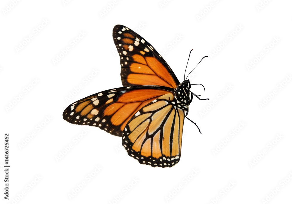 Obraz premium Isolated Monarch Butterfly with Ornate Wing Pattern