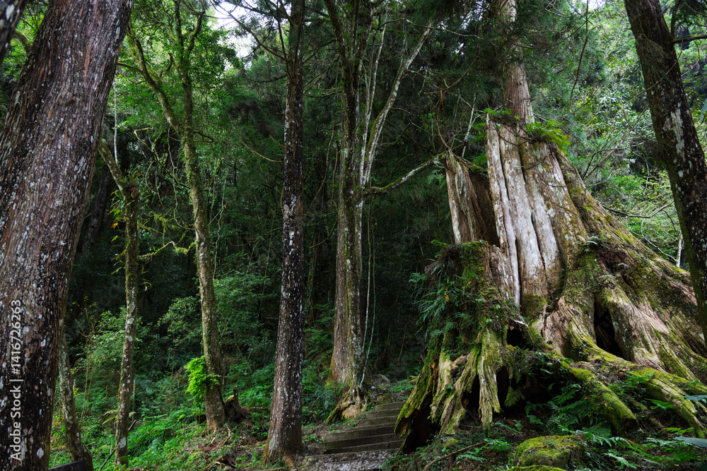 Ancient tree stump in lush green forest trail