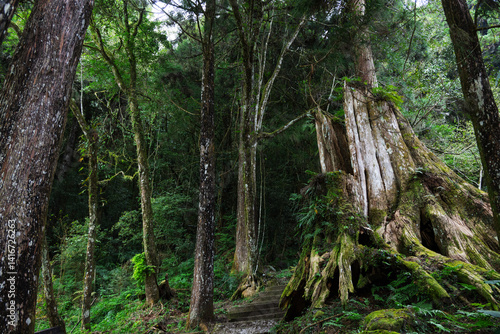 Obraz na płótnie Ancient tree stump in lush green forest trail w salonie